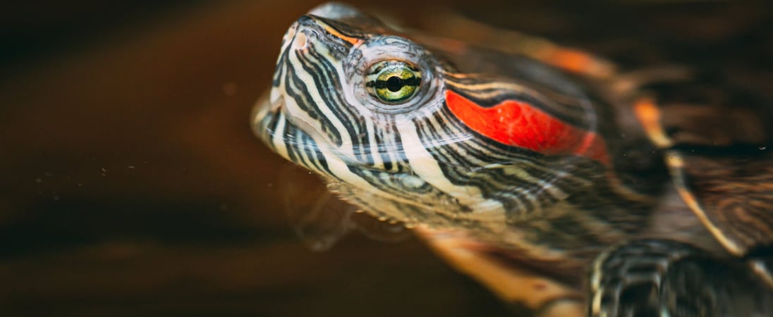 Turtle Adoption Day