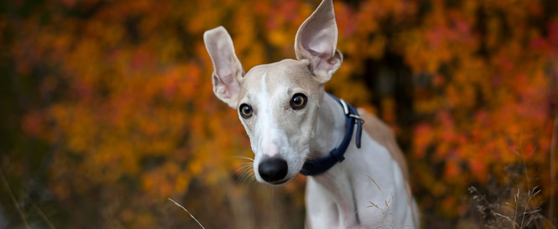 National Whippet Day