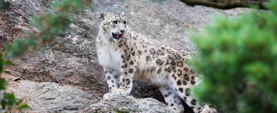 International Snow Leopard Day