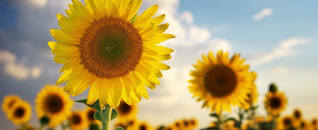 National Sunflower Day