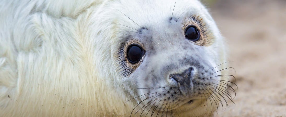 International Day of Action Against Canadian Seal Slaughter