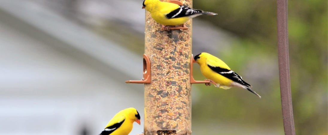 Feed the Birds Day