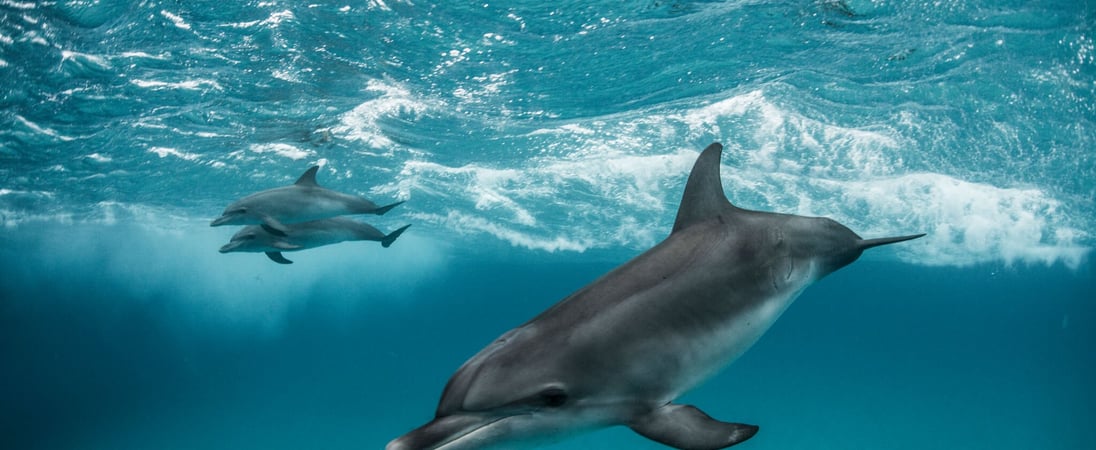 World Dolphin Day