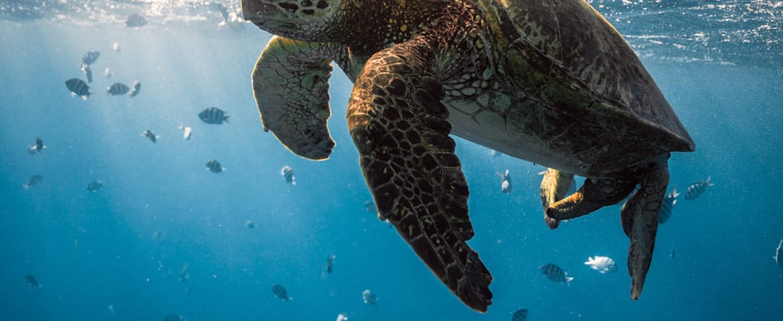 World Sea Turtle Day