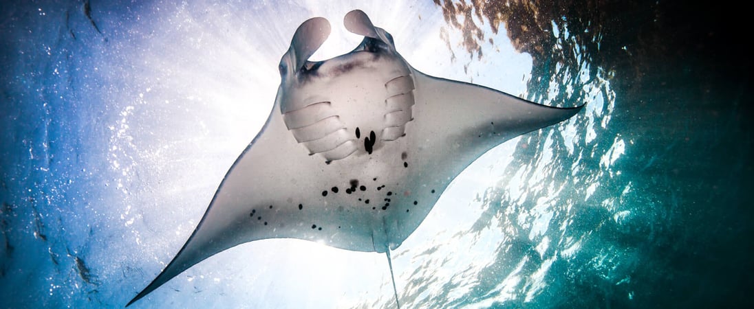 World Manta Day