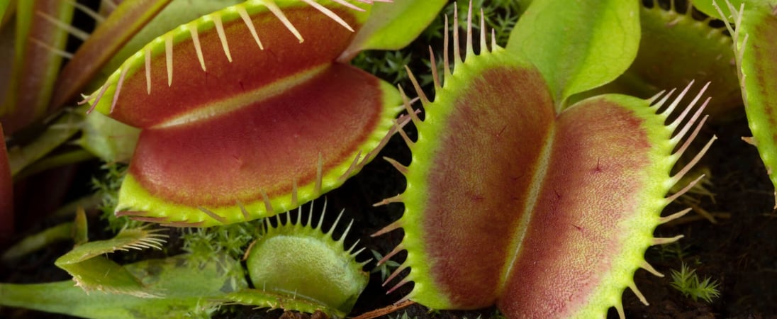 World Carnivorous Plant Day