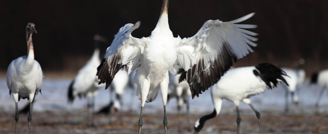 Whooping Crane Festival