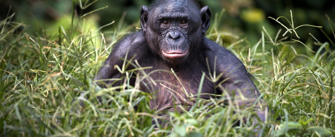 World Bonobo Day