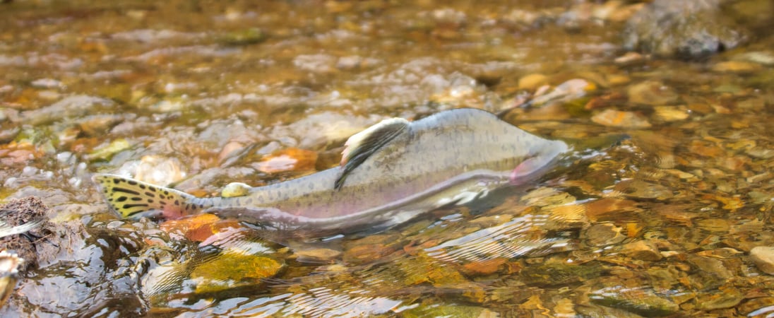 World Fish Migration Day