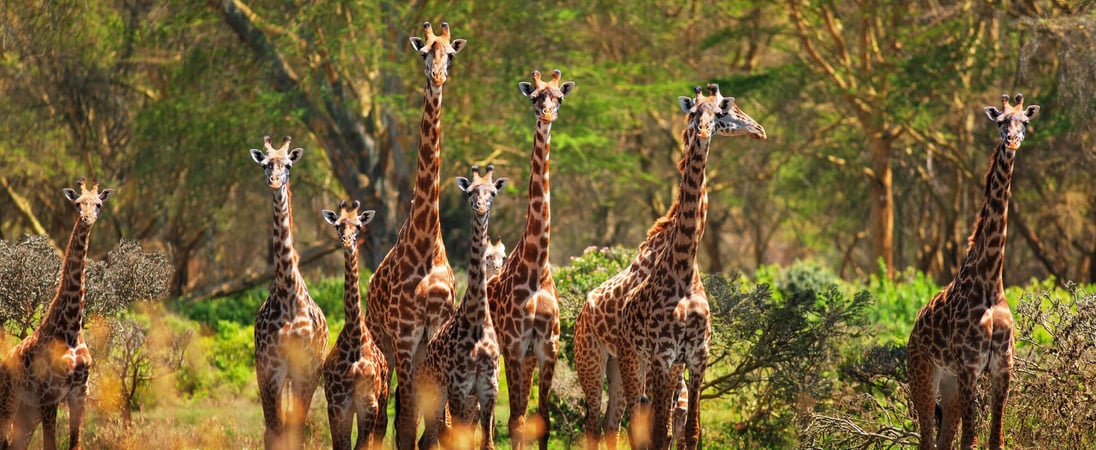 World Giraffe Day