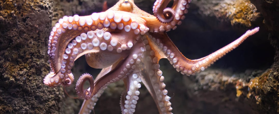 World Octopus Day