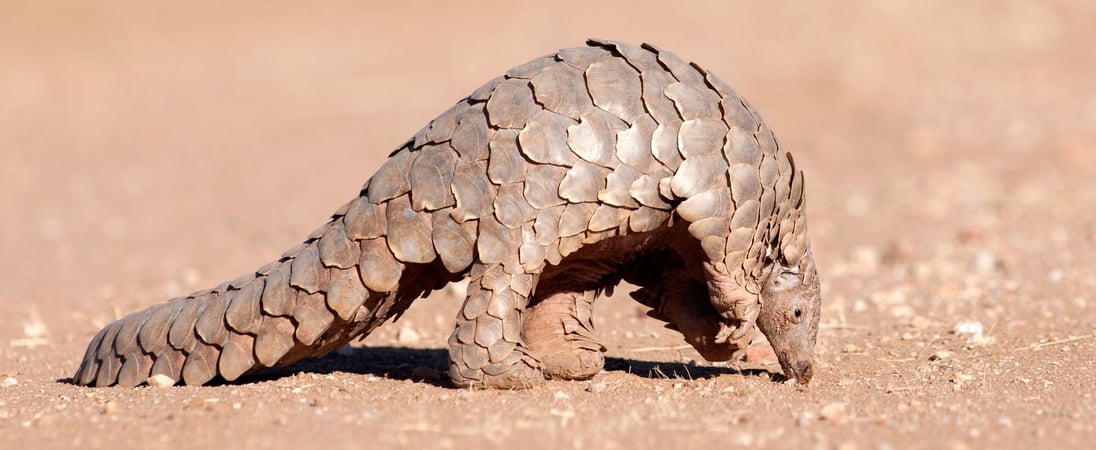 World Pangolin Day