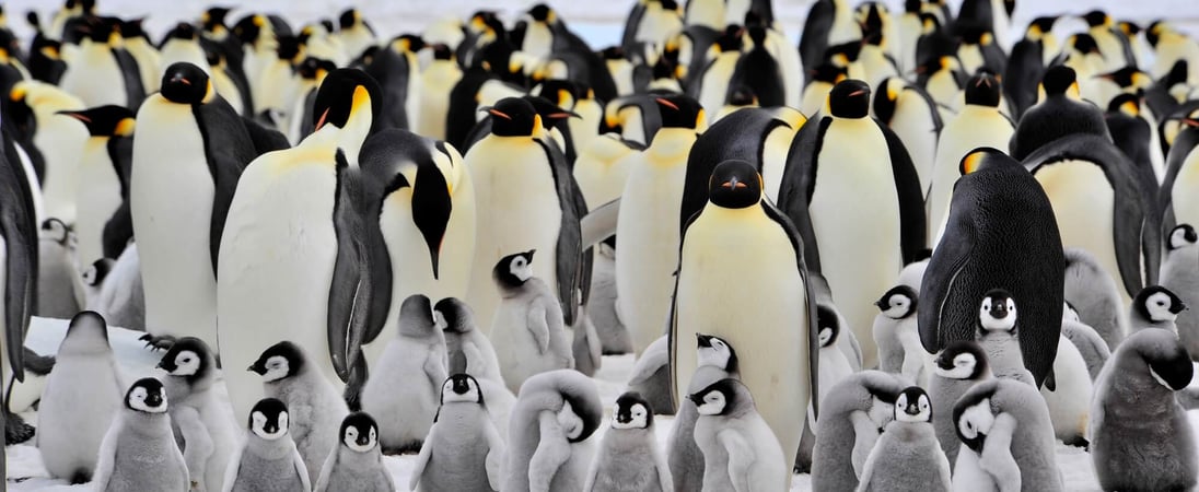 World Penguin Day