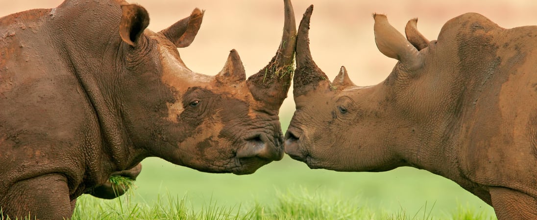 World Rhino Day