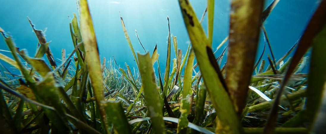 World Seagrass Day