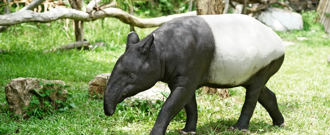 World Tapir Day