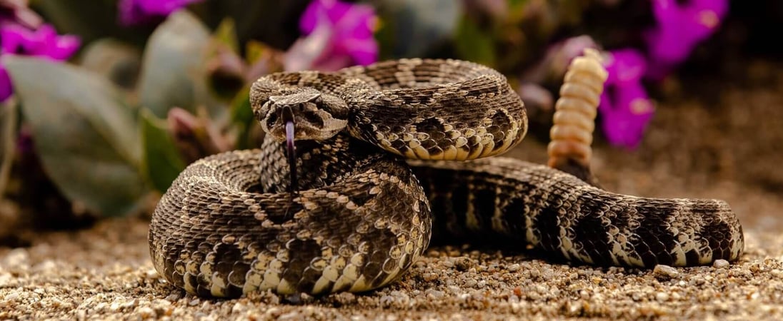 World’s Largest Rattlesnake Roundup