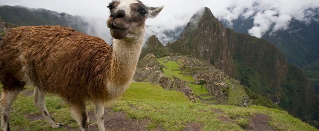 International Year Of Camelids