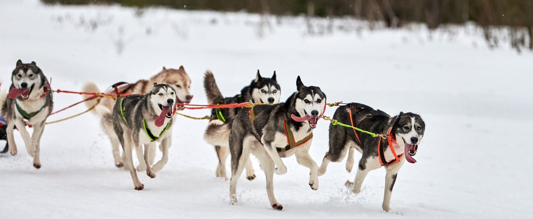 Yukon Quest