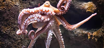 World Octopus Day (October 8th) | Days Of The Year