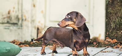 National Dachshund Day (June 21st) Days Of The Year
