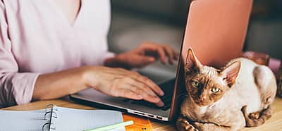 National Take Your Cat to Work Day (June 17th, 2024) Days Of The Year