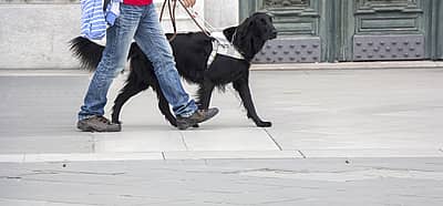 International Guide Dog Day (April 24th, 2024) Days Of The Year