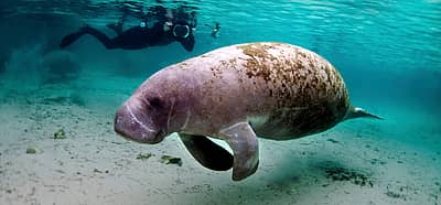 Manatee Appreciation Day (March 27th, 2024) Days Of The Year