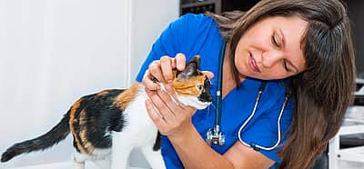 National Take Your Cat to the Vet Day (August 22nd) Days Of The Year