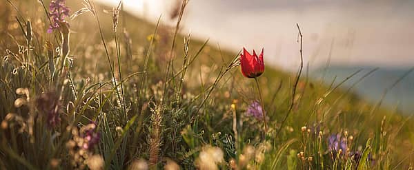 National Wildflower Week (May 4th to May 10th) Days Of The Year