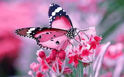 National Learn About Butterflies Day - Alabama Cooperative Extension System