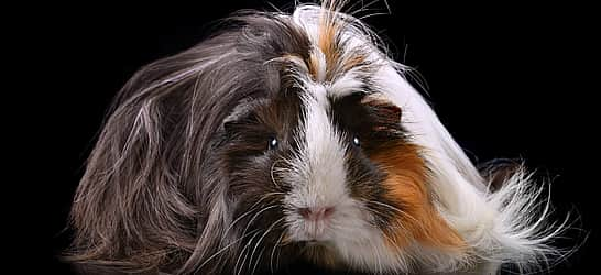 Adopt a Rescued Guinea Pig Month