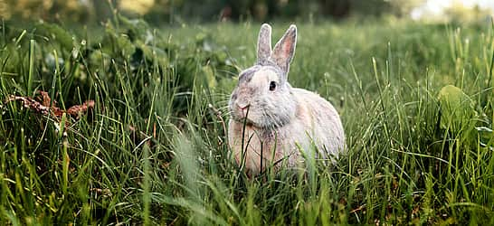 Adopt a Rescued Rabbit Month