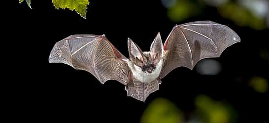 Bat Appreciation Month