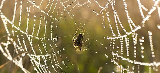 Be Kind to Spiders Week