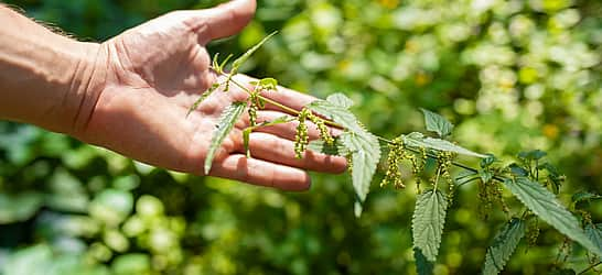 Be Nice to Nettles Week