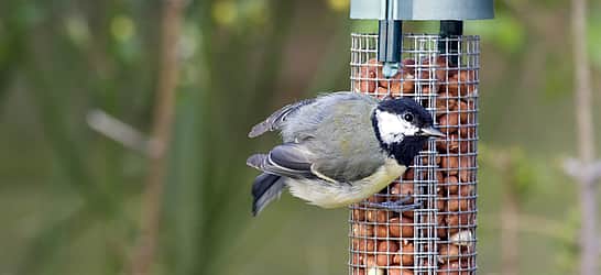 National Bird Feeding Month