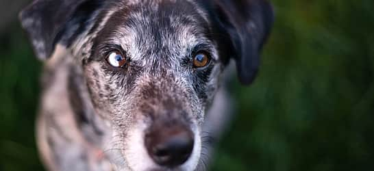 Adopt A Senior Pet Month