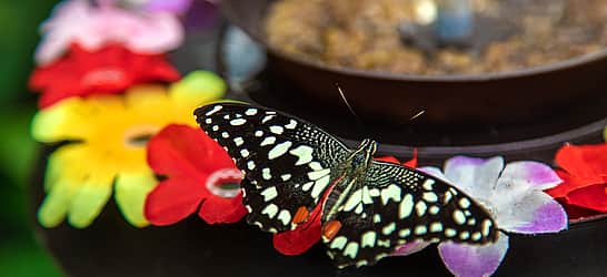 Butterfly Education and Awareness Day