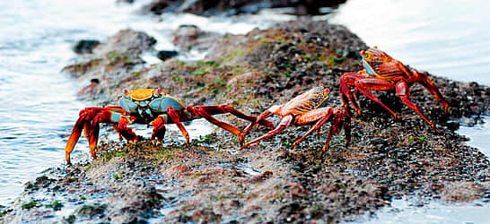 Champion Crab Races Day