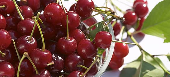 National Cherry Month
