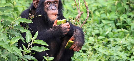 World Chimpanzee Day
