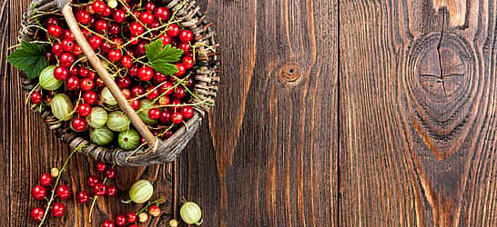 Cranberries and Gooseberries Month