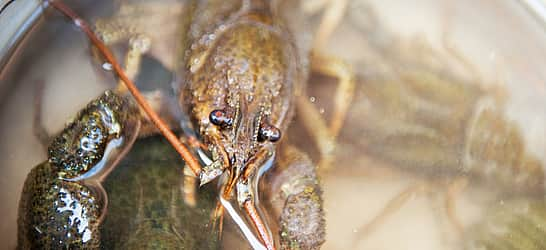 Crayfish Party