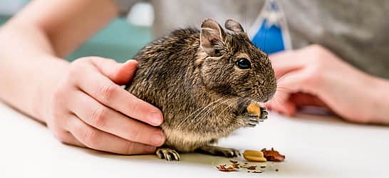 Small Pet Rodent Awareness Week 