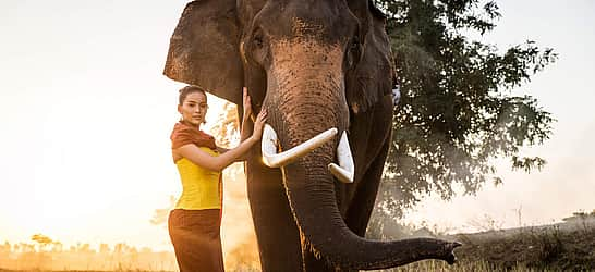 Elephant Day in Thailand