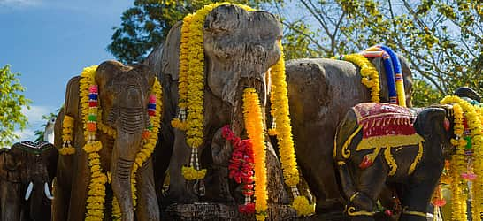 Elephant Round-Up in Surin