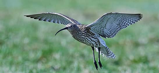World Curlew Day