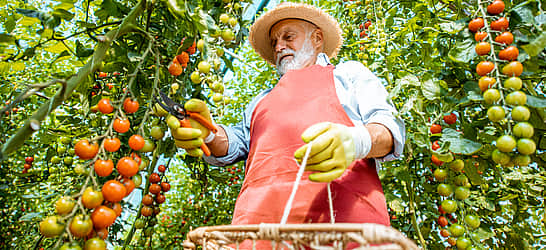 Fresh Florida Tomato Month