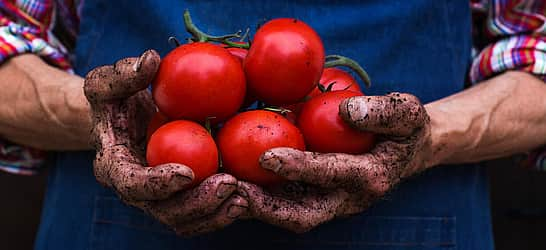 Fresh Tomato Day